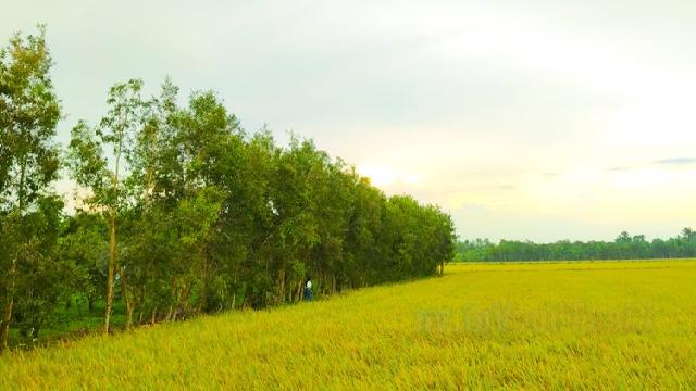 Tranh tô màu cánh đồng lúa