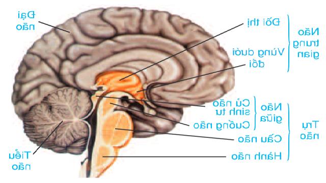 Lý thuyết Sinh học 8 Bài 46 (mới 2023 + Bài Tập): Trụ não, tiểu não , não trung gian