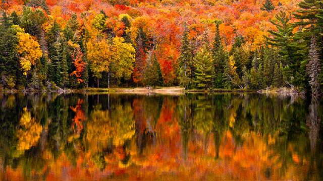 Mùa thu Canada đỏ rực màu của xác lá cây Phong